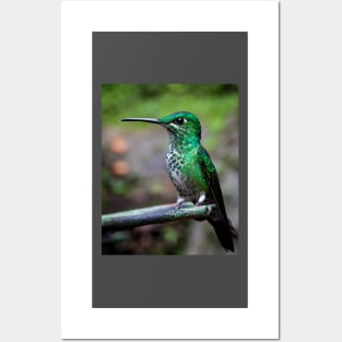 Green-crowned brilliant hummingbird Posters and Art